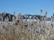 漂亮的芦苇丛图片大全