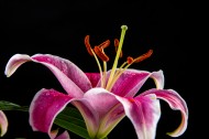 黑色背景的百合花图片大全