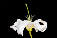 黑色背景的百合花图片大全