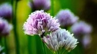 紫色的洋葱花图片大全