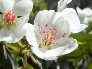 美丽的兰花图片