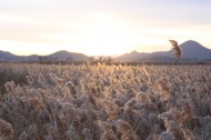 漂亮的芦苇丛图片大全
