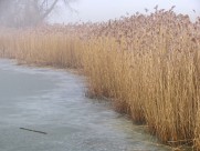 漂亮的芦苇丛图片大全