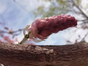 紫色的观赏植物图片大全