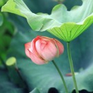 夏日荷花图片大全