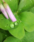 挂着水珠的绿叶图片