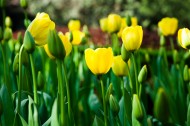 唯美好看的郁金香图片大全