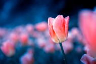 唯美好看的郁金香图片大全