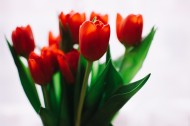 大红色郁金香图片
