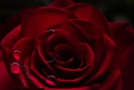 红玫瑰高清图片