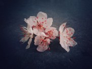 美丽的桃花的图片大全