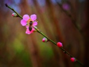 美丽的桃花的图片大全