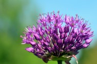 漂亮好看的紫色葱花图片