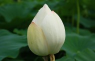 洁白的荷花图片大全