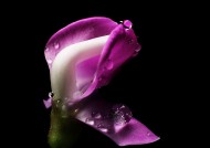 紫红色的扁豆花图片大全