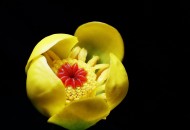 萍蓬草花图片大全