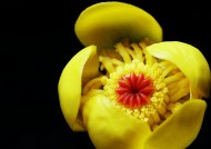 萍蓬草花图片大全