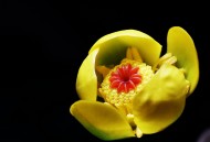 萍蓬草花图片大全