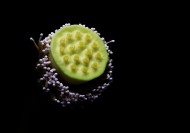 萍蓬草花图片大全