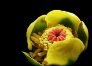 萍蓬草花图片大全