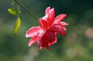 月季花图片大全