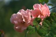 月季花图片大全