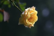 月季花图片大全