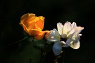 月季花图片大全