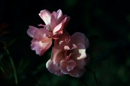 月季花图片大全