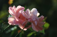 月季花图片大全