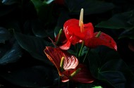 火红的红掌花图片