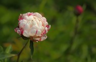 含苞待放的芍药花图片