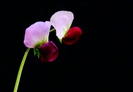 豌豆花图片大全