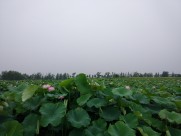 夏日清香荷花图片