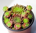 嫩绿的多肉图片大全