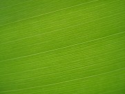 一大片绿叶的纹理图片