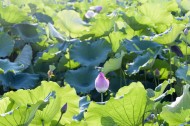 夏日含苞待放的荷花图片