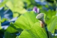 夏日含苞待放的荷花图片