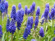 漂亮的紫色葡萄风信子图片大全