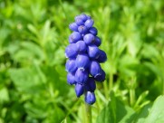 漂亮的紫色葡萄风信子图片大全