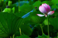 荷花图片大全