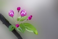 粉色海棠花图片大全