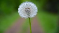 蒲公英高清图片大全