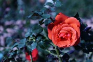 娇艳的玫瑰花图片