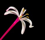 红色的金银花图片