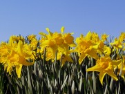 各种各样的百合花图片