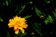 黄色金鸡菊图片