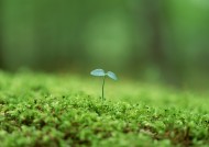 嫩绿的小苗和嫩芽图片大全