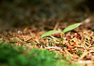 嫩绿的小苗和嫩芽图片大全