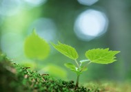 嫩绿的小苗和嫩芽图片大全